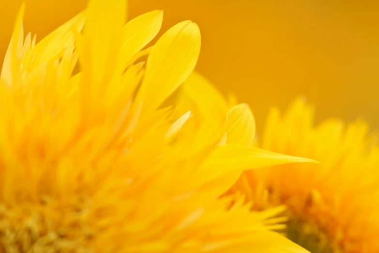 a closeup s of a sunflower flower