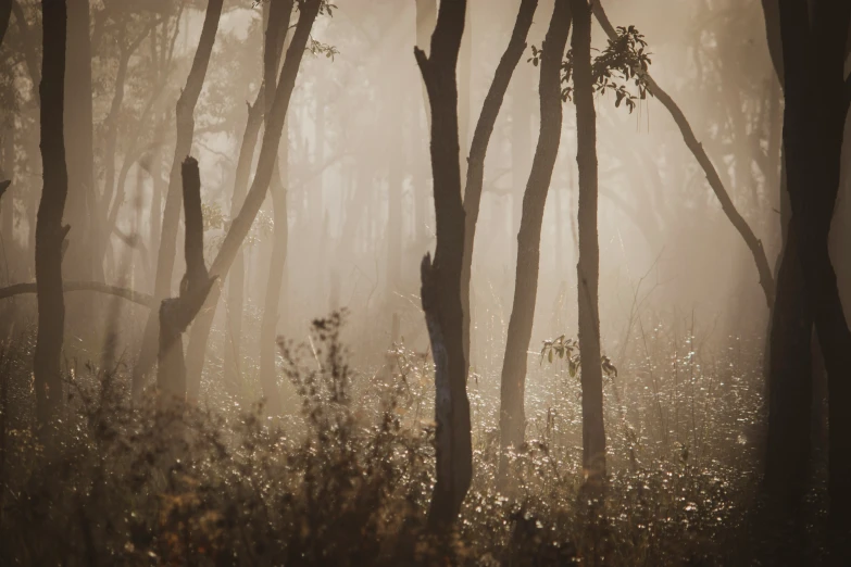 a forest scene with foggy trees in the distance