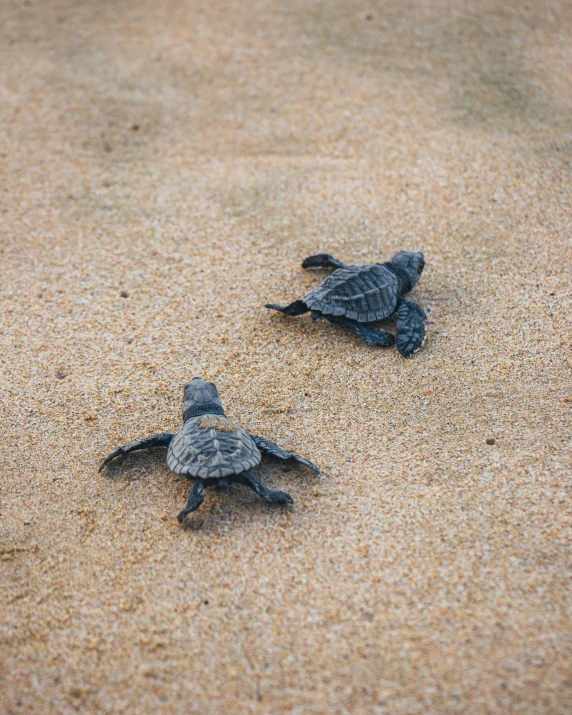 a couple of turtles on a sandy beach