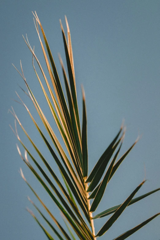 a close up view of an unripe palm tree nch