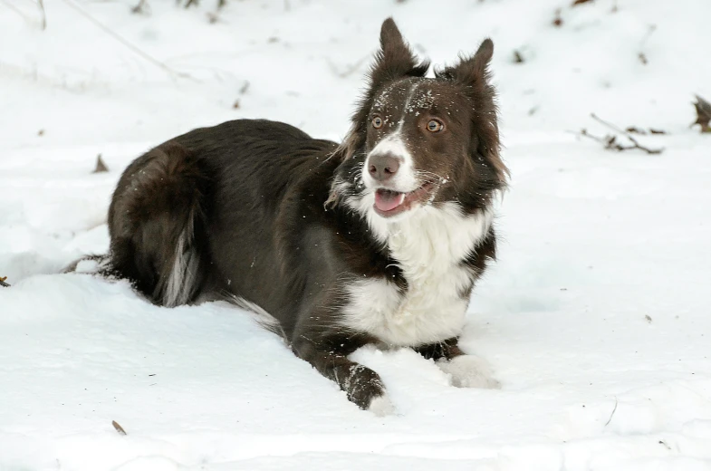 the large dog is lying down in the snow