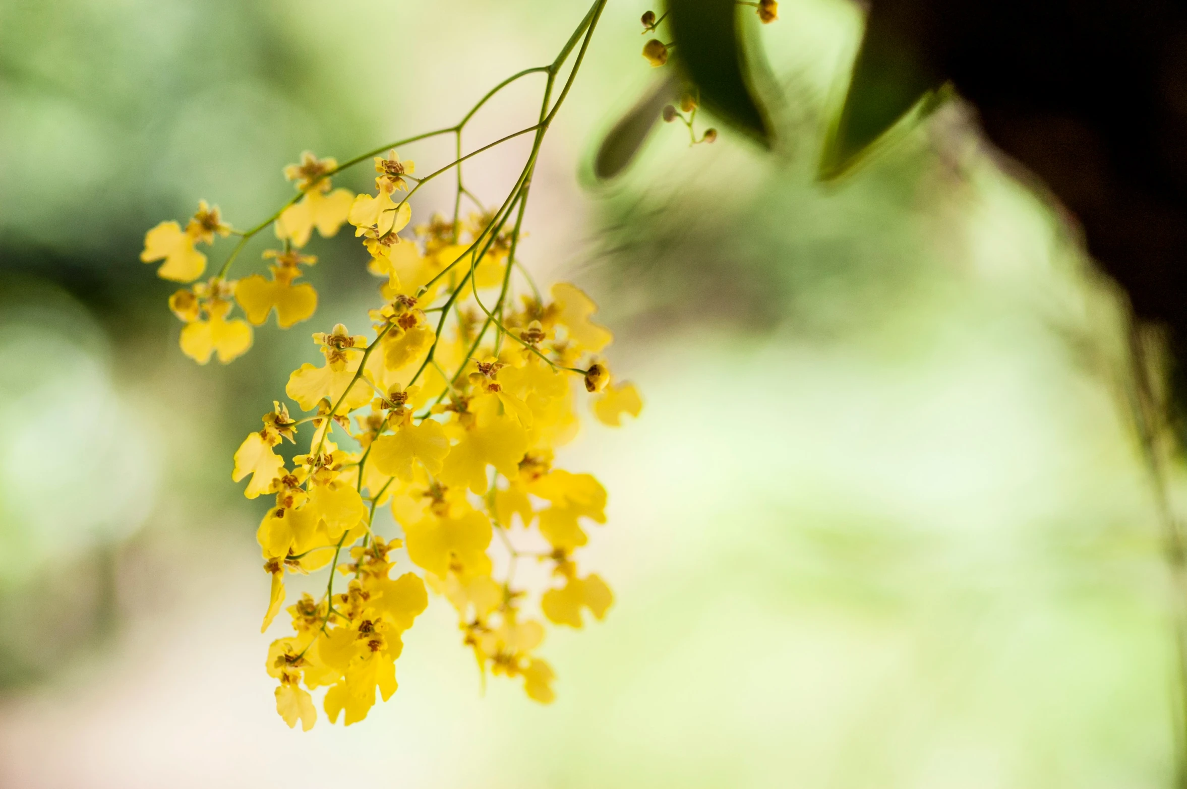 yellow flowers blooming from the top of the tree