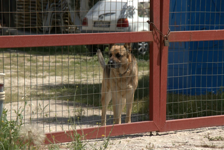 a dog looking at the pographer through the fence