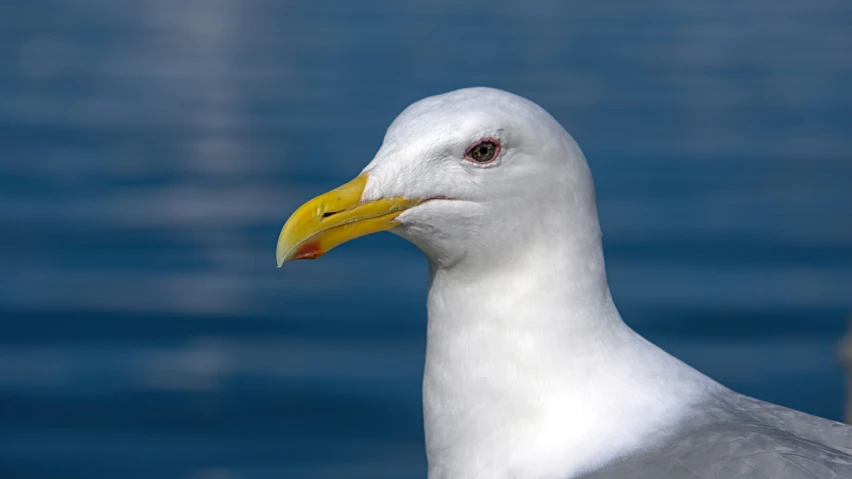 a seagull is standing in the water near water