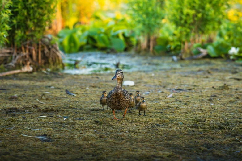 three birds are standing together in the grass