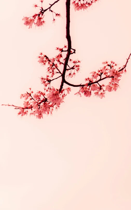 pink flowers and some nches on a white background