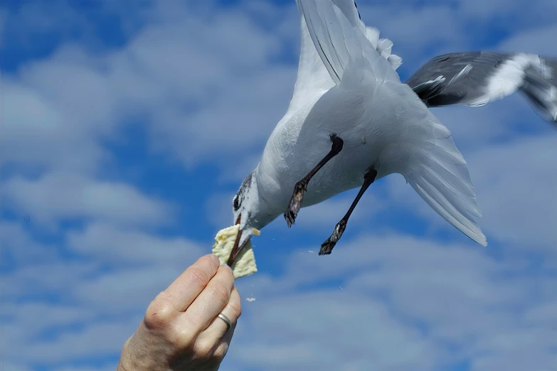 a bird flying through the air while being fed food