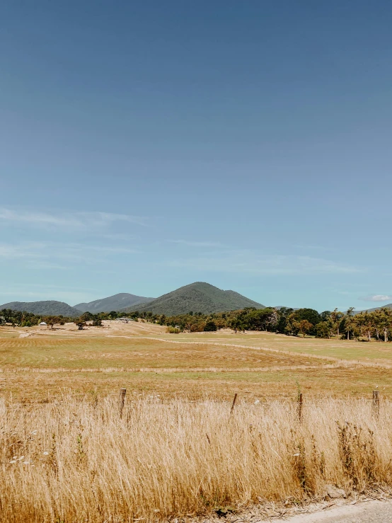 a field with very tall grass and a mountain in the background