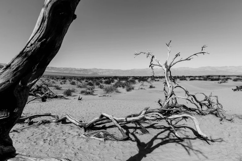 a dead tree sitting in the middle of a field