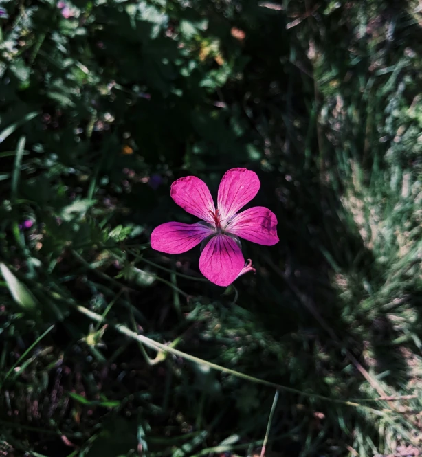 a close up of a pink flower on the ground