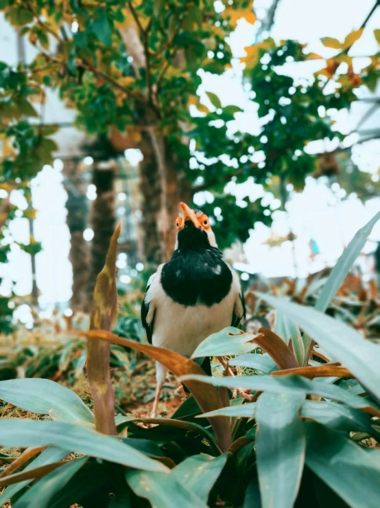 a bird is looking up at leaves and trees