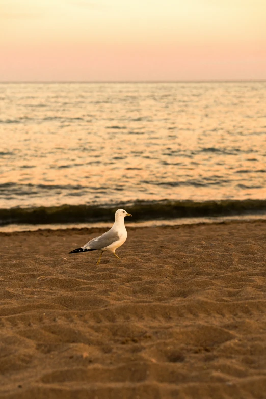 a seagull walking on the sand at a beach