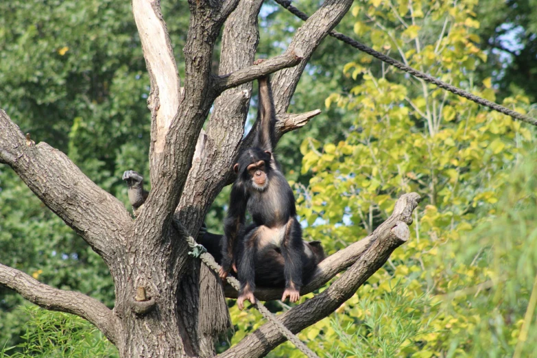 a monkey sitting in a tree top with trees in the background