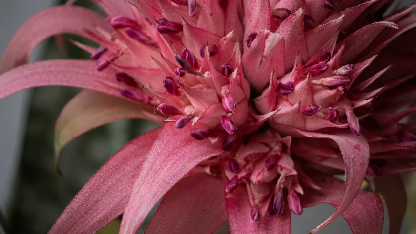 a red flower with many petals and thin green stems