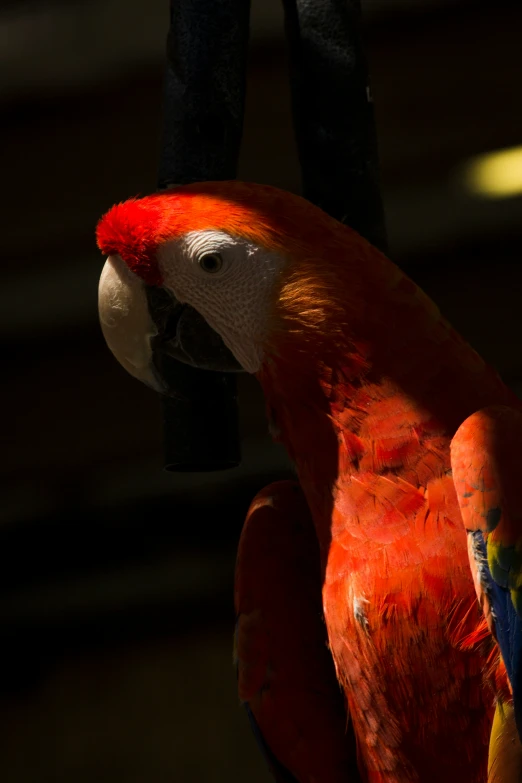 a parrot is standing inside looking at its surroundings