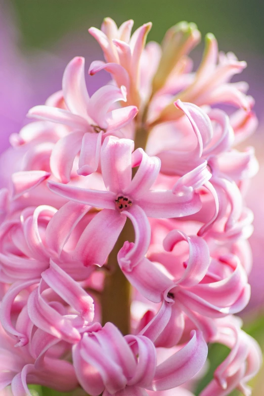 some pink flowers with pink stems in the background