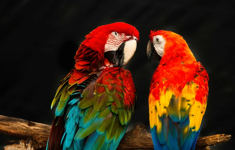 two colorful parrots are sitting on a nch