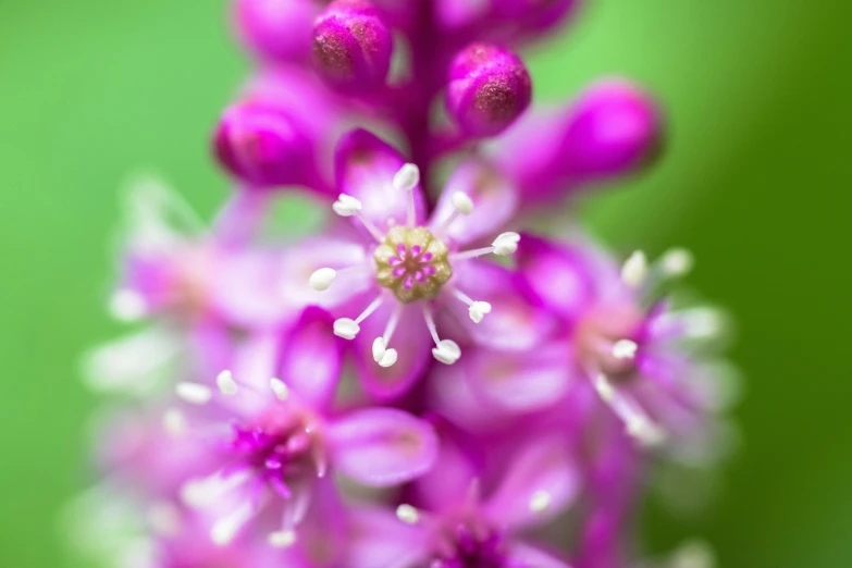 purple flowers growing from a green stalk