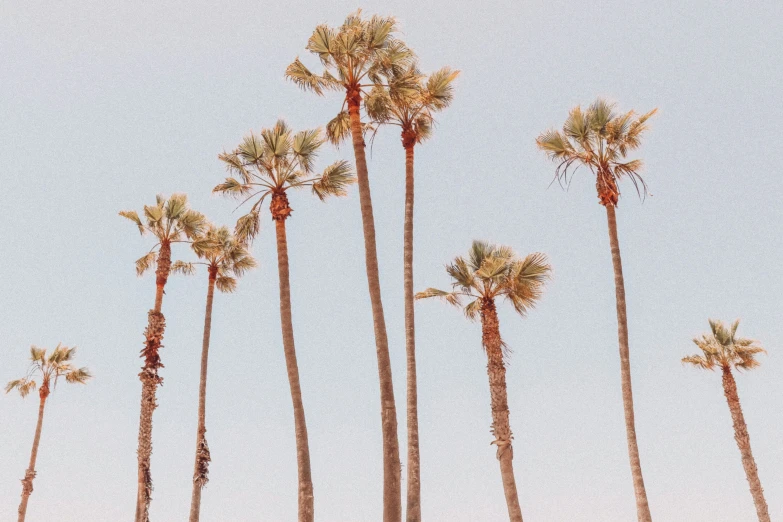 palm trees in a row on the beach