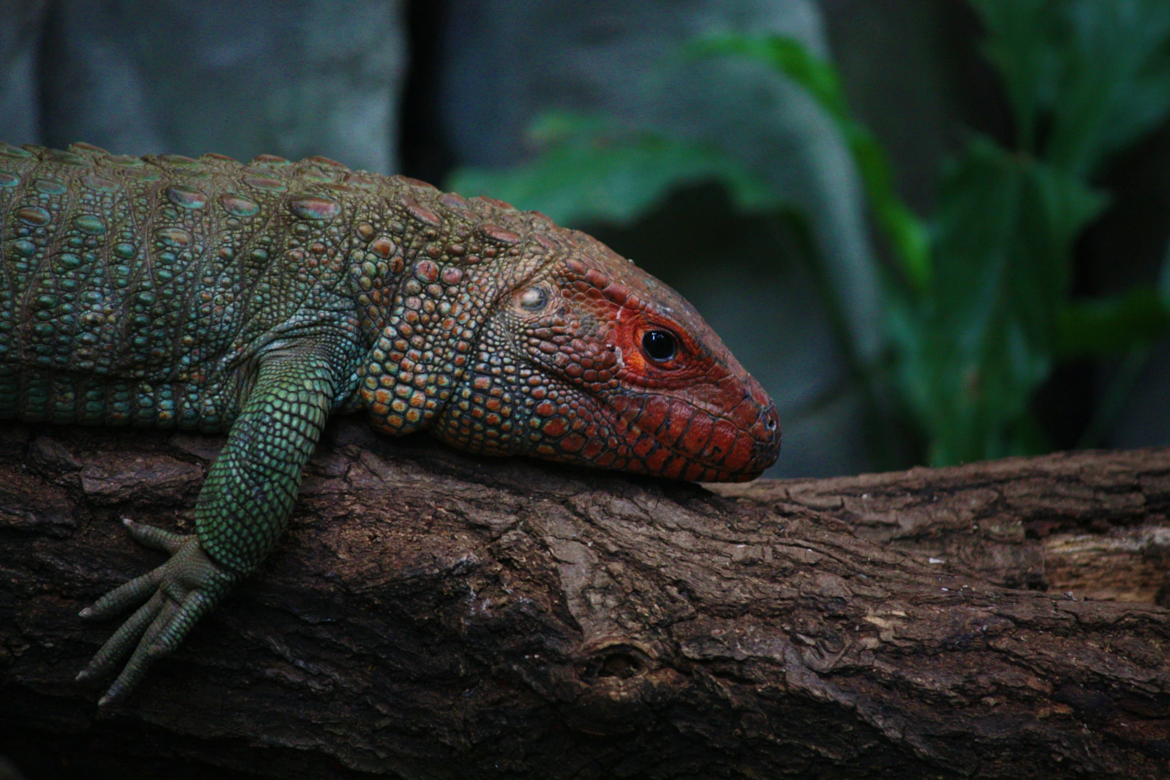 an orange and green lizard sitting on top of a tree