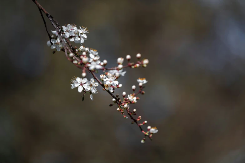 white flowers are growing up from the nches