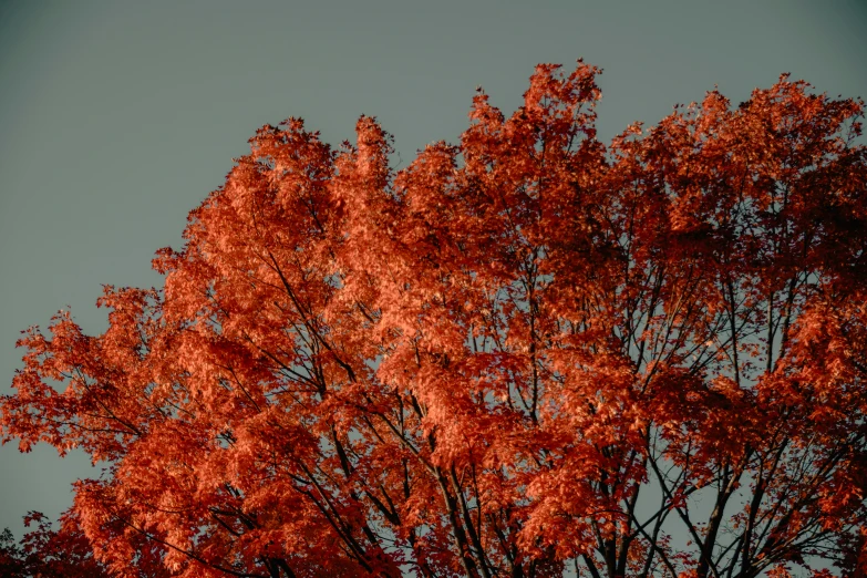 a very big pretty red tree by a big building