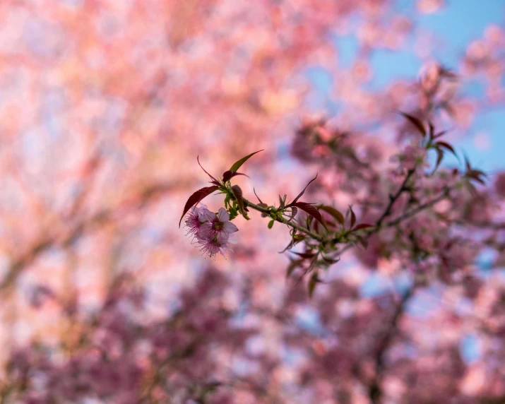 the leaves are blurred as they blossom