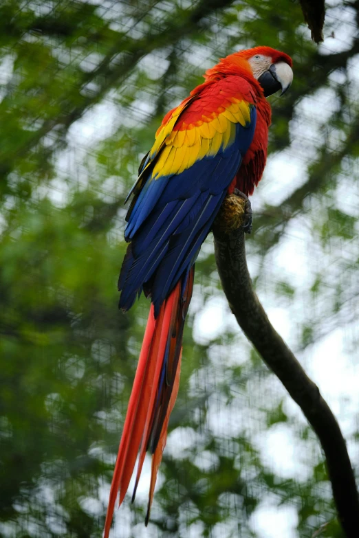 a parrot is perched on a nch in the forest