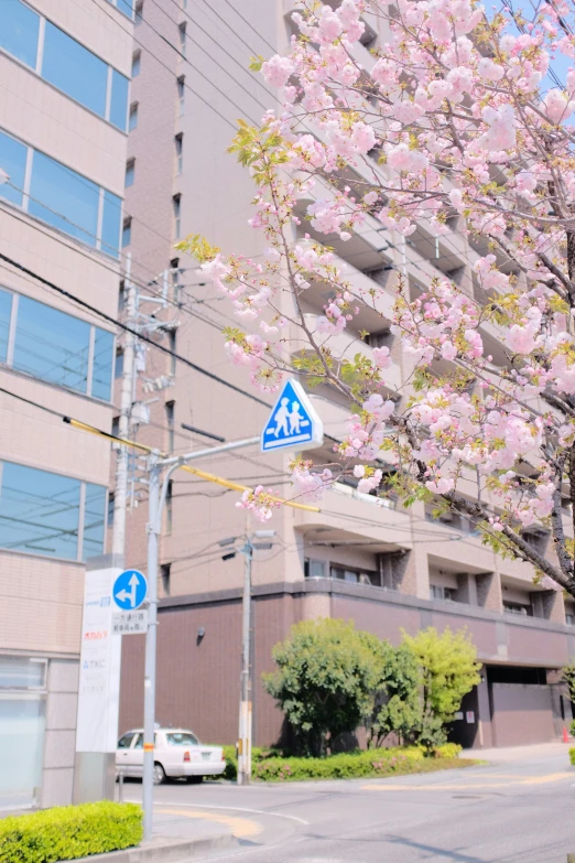 a tree with pink blossoms is in front of the street sign