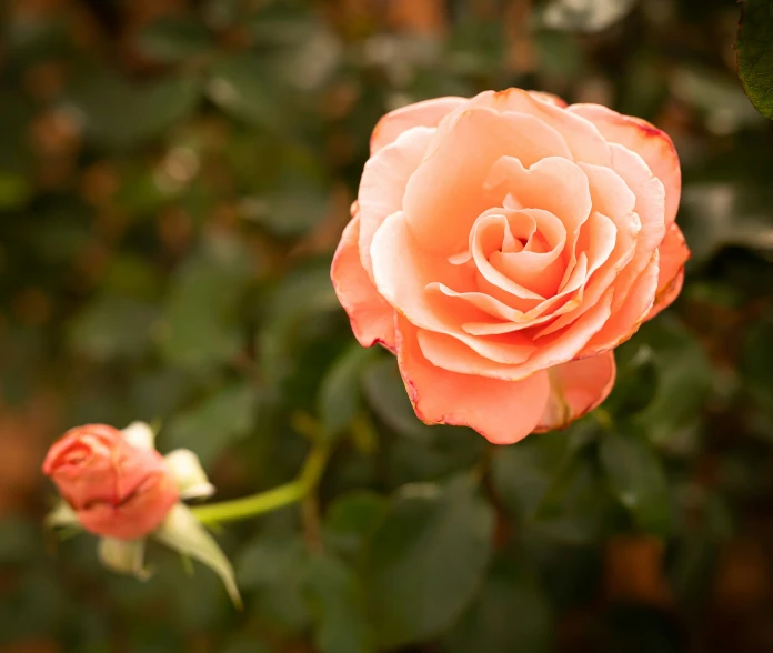 a pink rose with leaves in the background