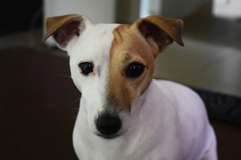 there is a brown and white dog staring at the camera