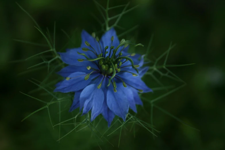 the small blue flower has buds and thin green stems