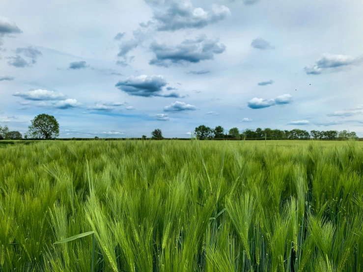 a field of green grass in the middle of a sunny day