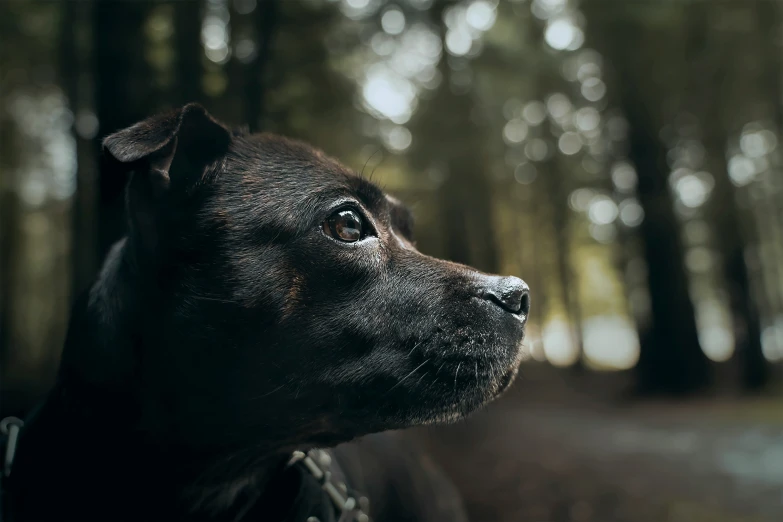 a black dog staring at soing in the woods