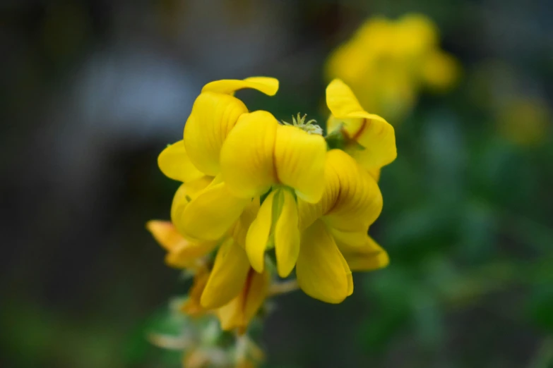 closeup of small, yellow flower budding on a plant