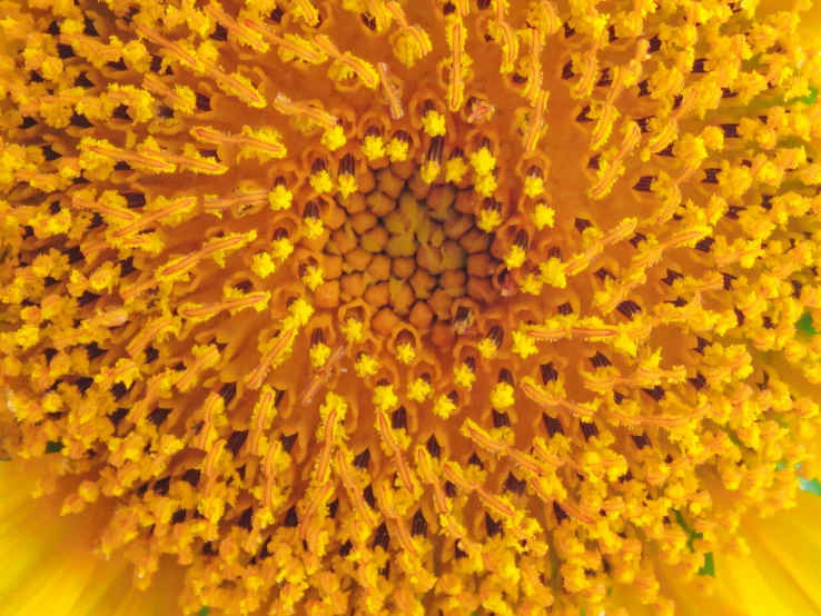 the top of a sunflower with yellow petals