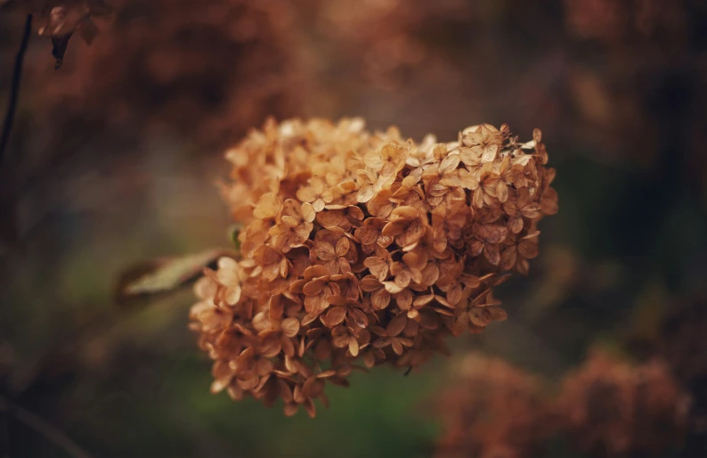 an abstract image of a flower