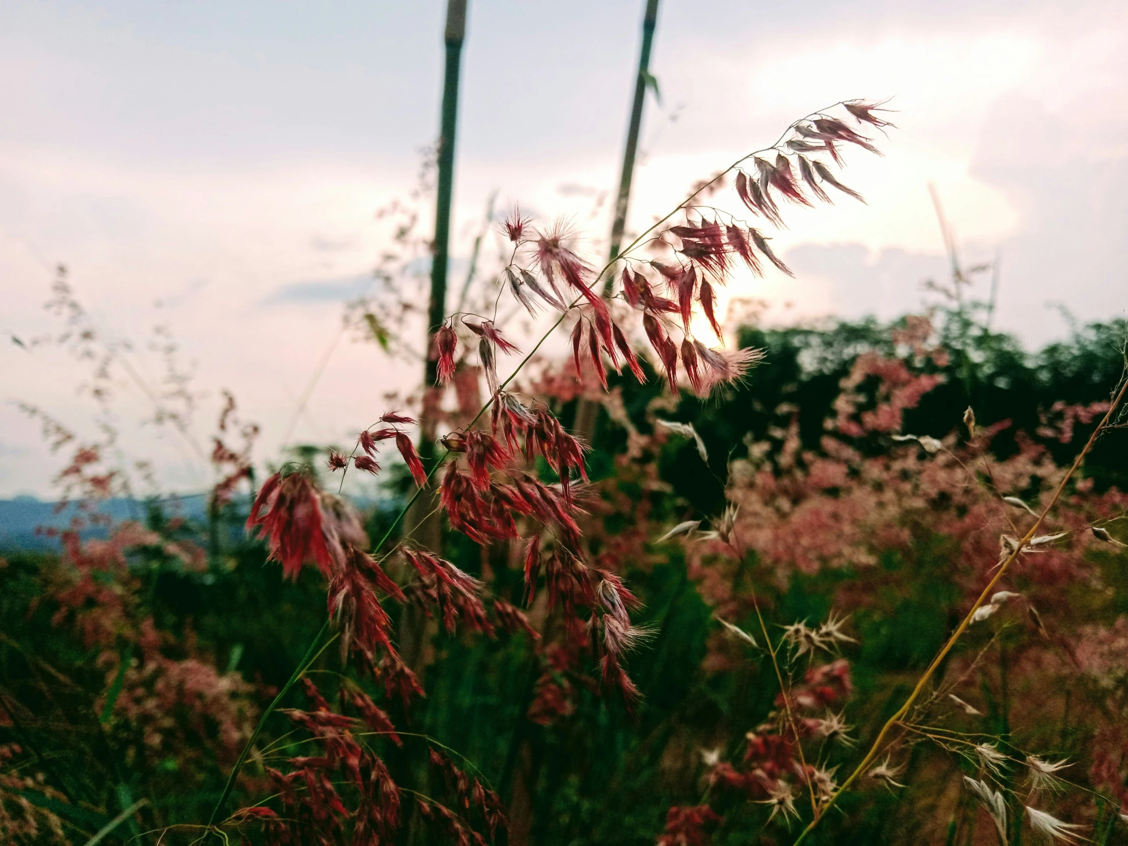 there is a large amount of plants that are on the grass