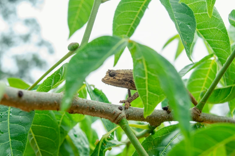 a chamelon sits in the nch of a tree