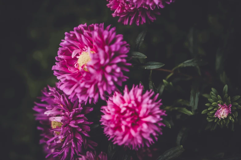 close up of purple flowers with green leaves