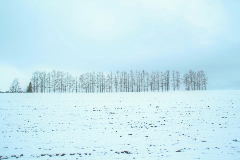 a snowy field with a line of pine trees on each side