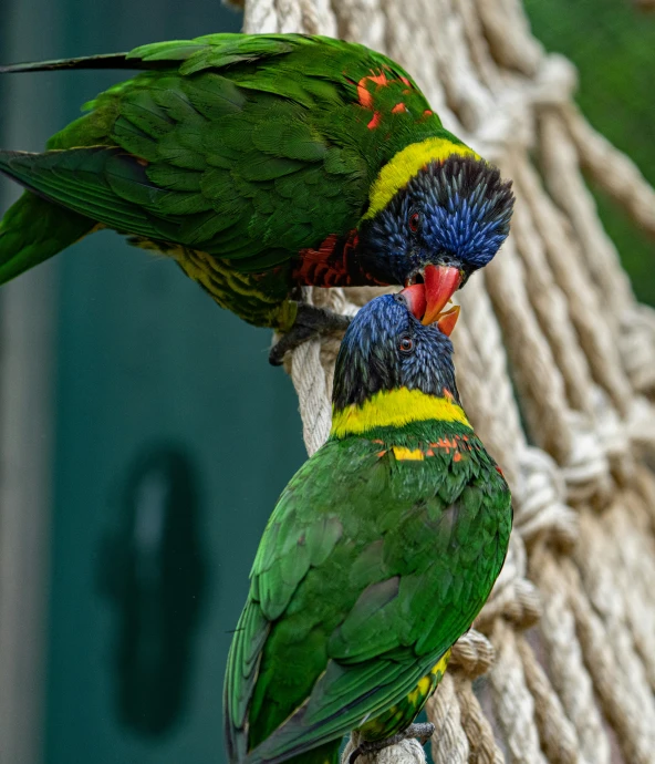 two colorful birds are standing on a rope
