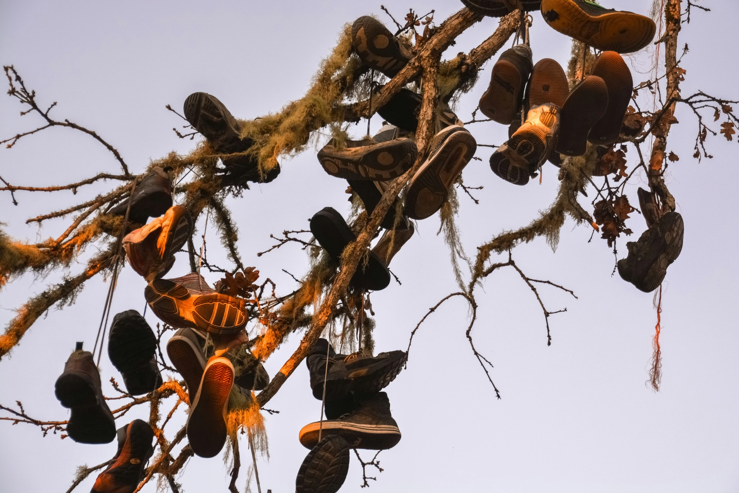 an image of shoes hanging in a tree