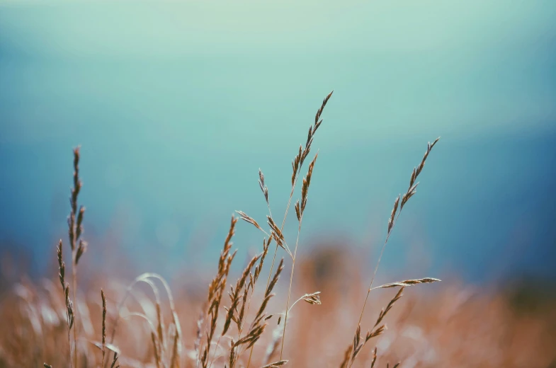 there are some grass that is growing in the field