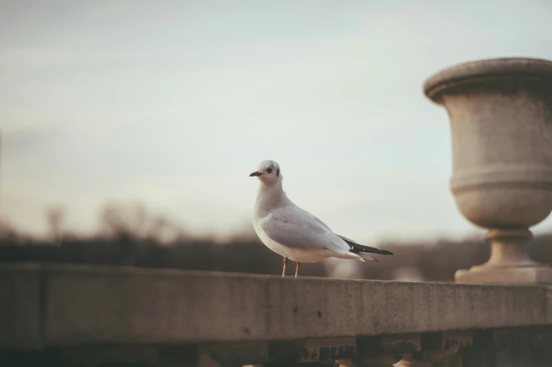 a bird standing on a fence near a pillar