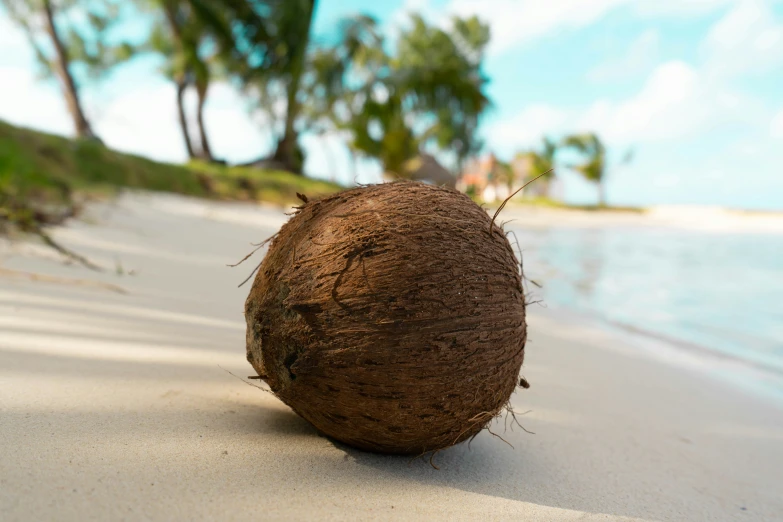 a coconut on the sand near a body of water