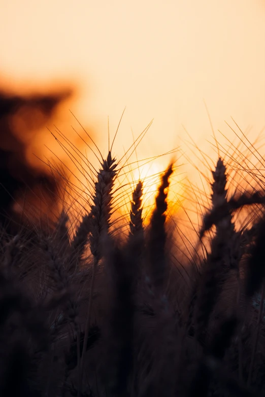 the sun setting behind some tall grass