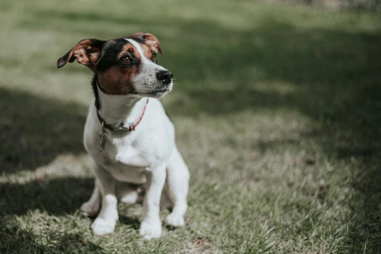 a dog sits and looks at the camera