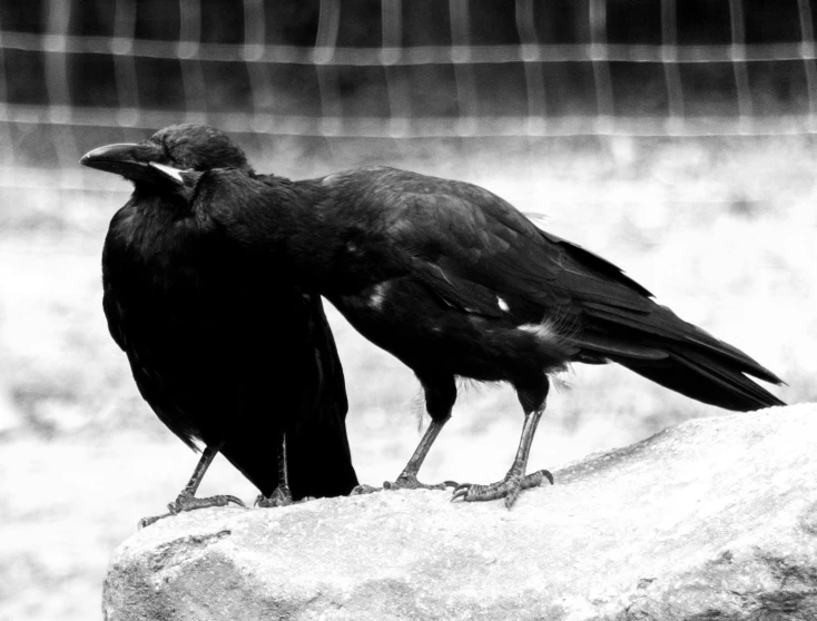 two black crows standing on top of a rock