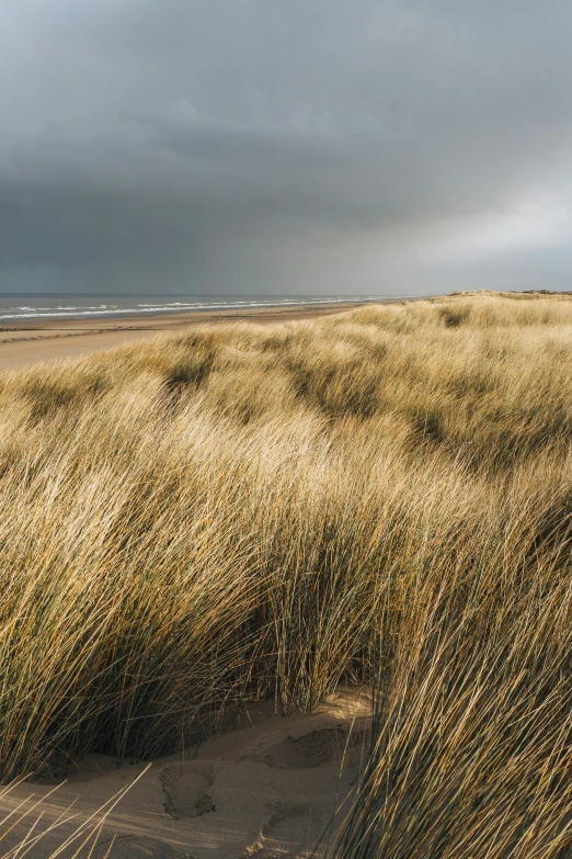 the grass is moving on a cloudy day